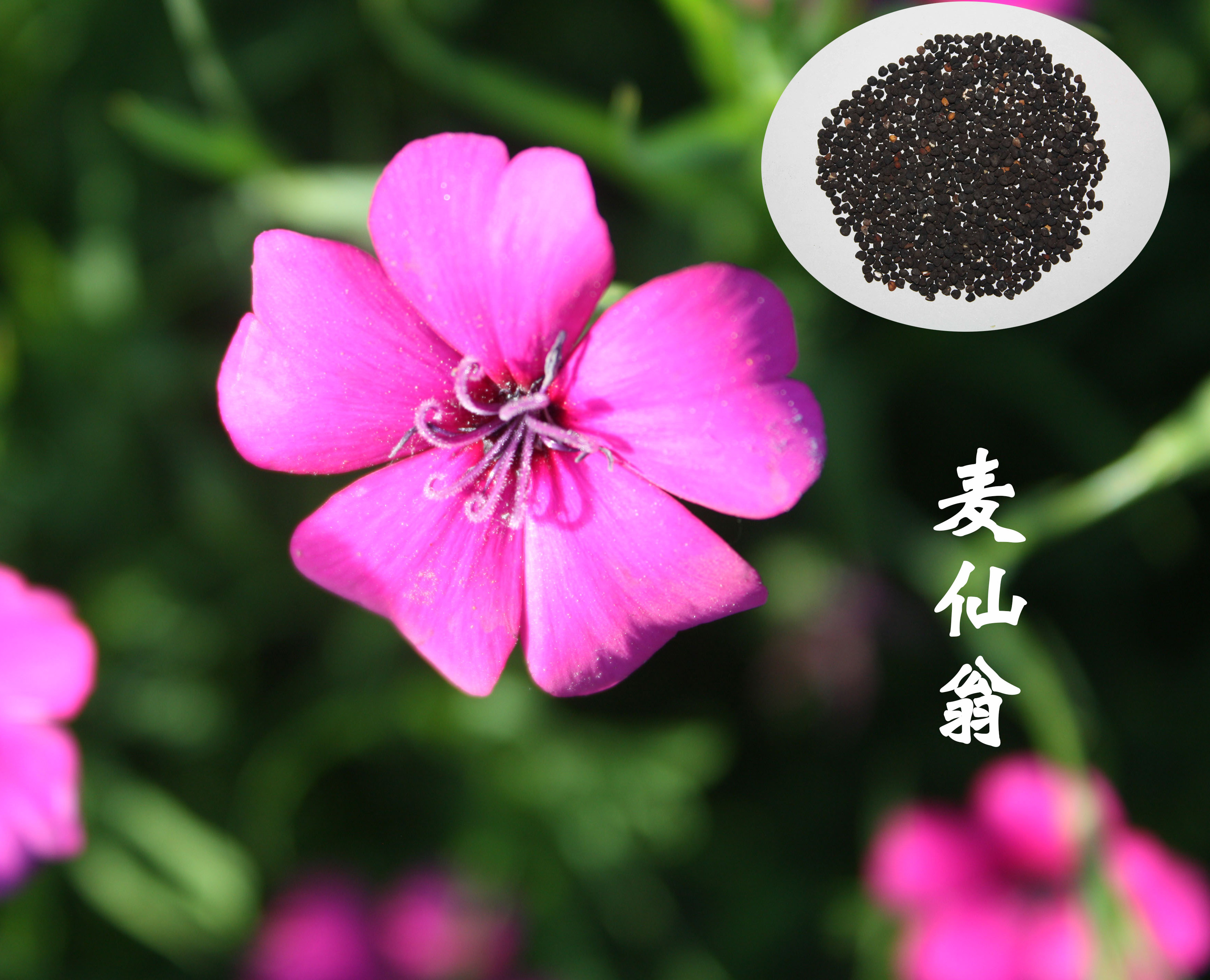 麦仙翁